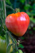 Rare Rambling Hog Heart Tomato Seeds – Heirloom Seeds