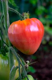 Rare Rambling Hog Heart Tomato Seeds – Heirloom Seeds