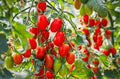 Roma VF Italian Paste Tomato Seeds – Heirloom Seeds
