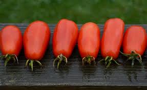 San Marzano Heirloom Roma Tomato Seeds – Heirloom Seeds