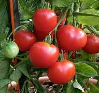 Stupice Czech Heirloom Tomato Seeds – Heirloom Seeds