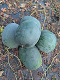 Sugar Baby Heirloom Watermelon Seeds – Heirloom Seeds