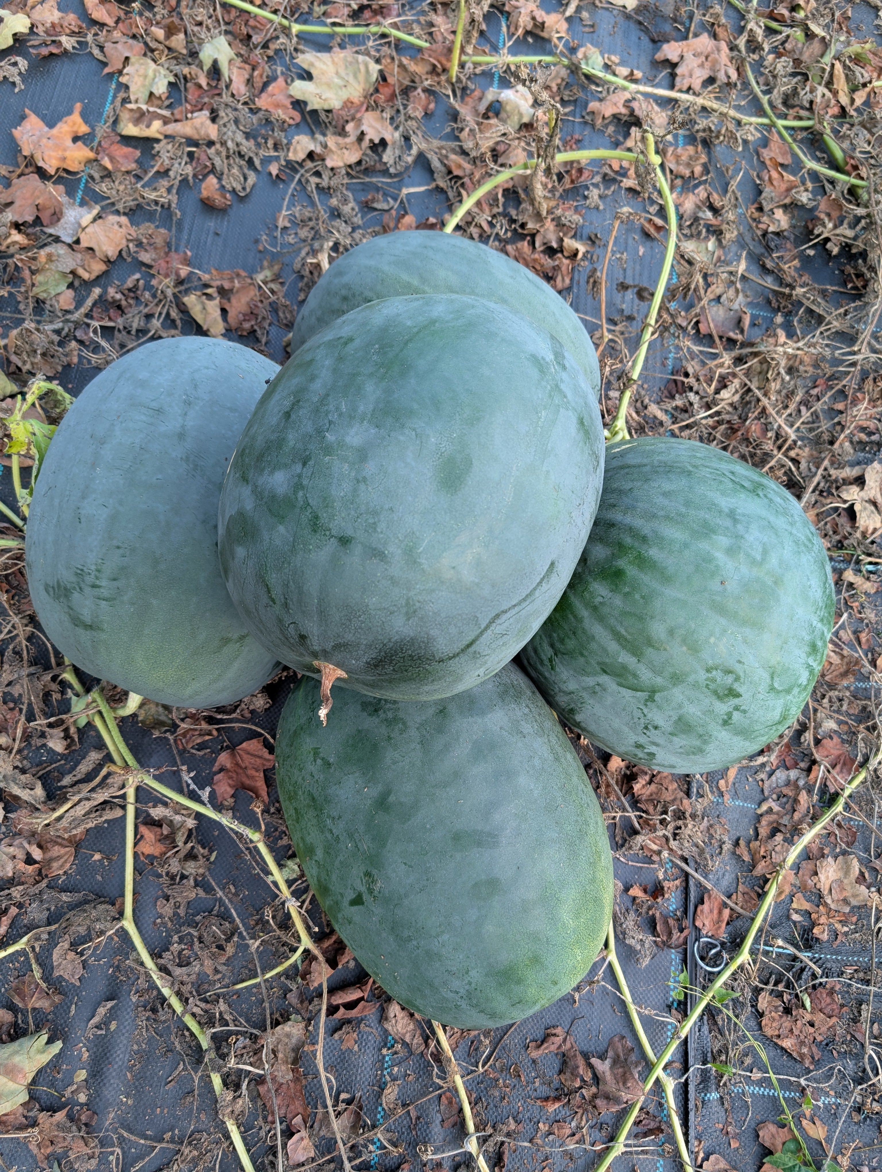 Sugar Baby Heirloom Watermelon Seeds – Heirloom Seeds