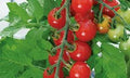 Sweet Aperitif Heirloom Cherry Tomato Seeds – Heirloom Seeds