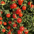 Sweet Pea Heirloom Cherry Tomato Seeds – Heirloom Seeds