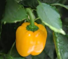 Quadrato Asti Giallo Yellow Bell Pepper Seeds – Heirloom Seeds