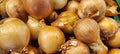 Golden Sweet Spanish Heirloom Onion Seeds – Heirloom Seeds