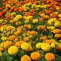 Heirloom African Marigold Crackerjack Seeds