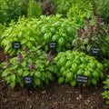 Basil Lovers Heirloom Collection