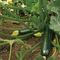 Black Beauty Zucchini