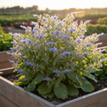 Borage Raised Bed