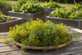 Bouquet Dill Harvest Basket