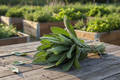 Broad Leaf Sage Harvest Bundle