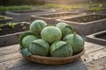 Brunswick Cabbage — Harvest Basket v2
