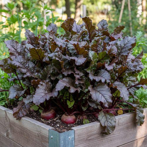 Bull's Blood beets growing in raised garden bed