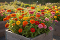 California Giant Zinnia Raised Bed