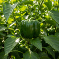 California Wonder Heirloom Sweet Bell Pepper Seeds