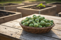 Catskill Brussels Sprouts Harvest Basket