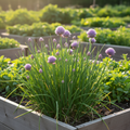 Chives Raised Bed