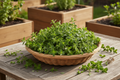Common Italian Oregano Harvest Basket