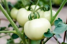 Rare Gotf's Cream Tomato Seeds – Heirloom Seeds