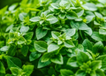 Compact Dwarf Greek Basil Heirloom Seeds