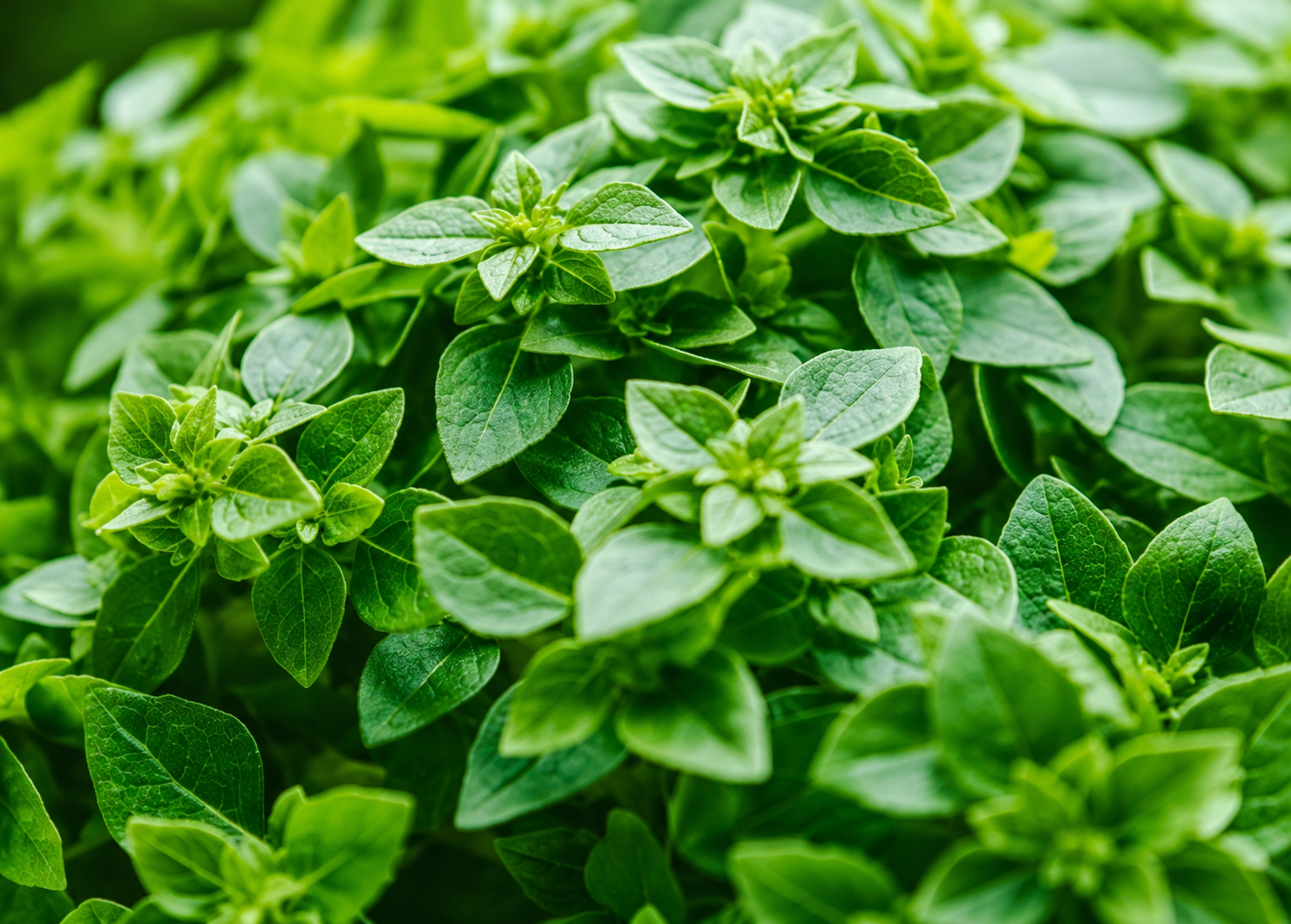 Compact Dwarf Greek Basil Heirloom Seeds