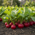 Early Scarlet Globe Radish varied sizes