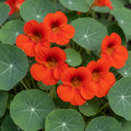 Empress of India Heirloom Nasturtium Flower Seeds