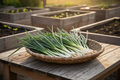 Evergreen White Bunching Onion — Harvest Basket
