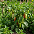 Fish Pepper Heirloom Hot Pepper Seeds