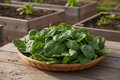 Giant Nobel Spinach Harvest Basket
