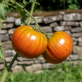 Golden Medal Bi-Color Heirloom Tomato Seeds