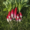 Gourmet French Breakfast Radish