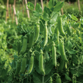 Green Arrow English Pea