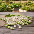 Henderson's Baby Lima Bean Harvest Shot