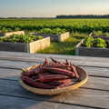 Hill Country Red okra harvest