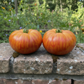 Hillbilly Bi-Color Heirloom Tomato Seeds