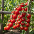 Sweet Tommy Toe Heirloom Tomato Seeds – Heirloom Seeds