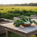 Freshly harvested Fordhook Giant Swiss Chard with large deeply crinkled dark green leaves and pale stems in a rustic basket on a weathered table with raised beds and a distant treeline.
