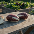 Naturally arranged Rouge de Verona radicchio heads on a weathered garden table, including a cut head showing the pale center