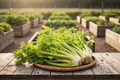 Freshly harvested Golden Self Blanching Celery in a woven basket on a rustic wood table
