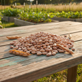 Pinto beans with speckled beige and brown pattern displayed on rustic wooden table with garden background