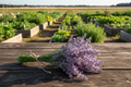 California Sea Lavender bundle tied with twine on rustic wooden table