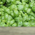 Italian Genovese Sweet Basil