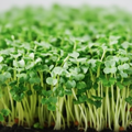Italian Heirloom Parsley Microgreens