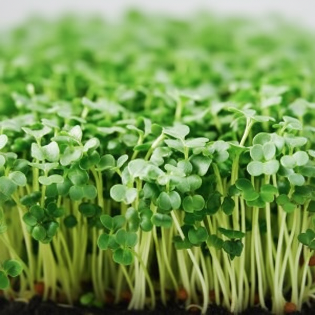 Italian Heirloom Parsley Microgreens
