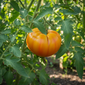 Kellogg's Breakfast Tomato on the Vine