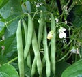 Kentucky Wonder Pole Green Bean Seeds