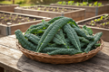 Lacinato Kale Harvest Basket